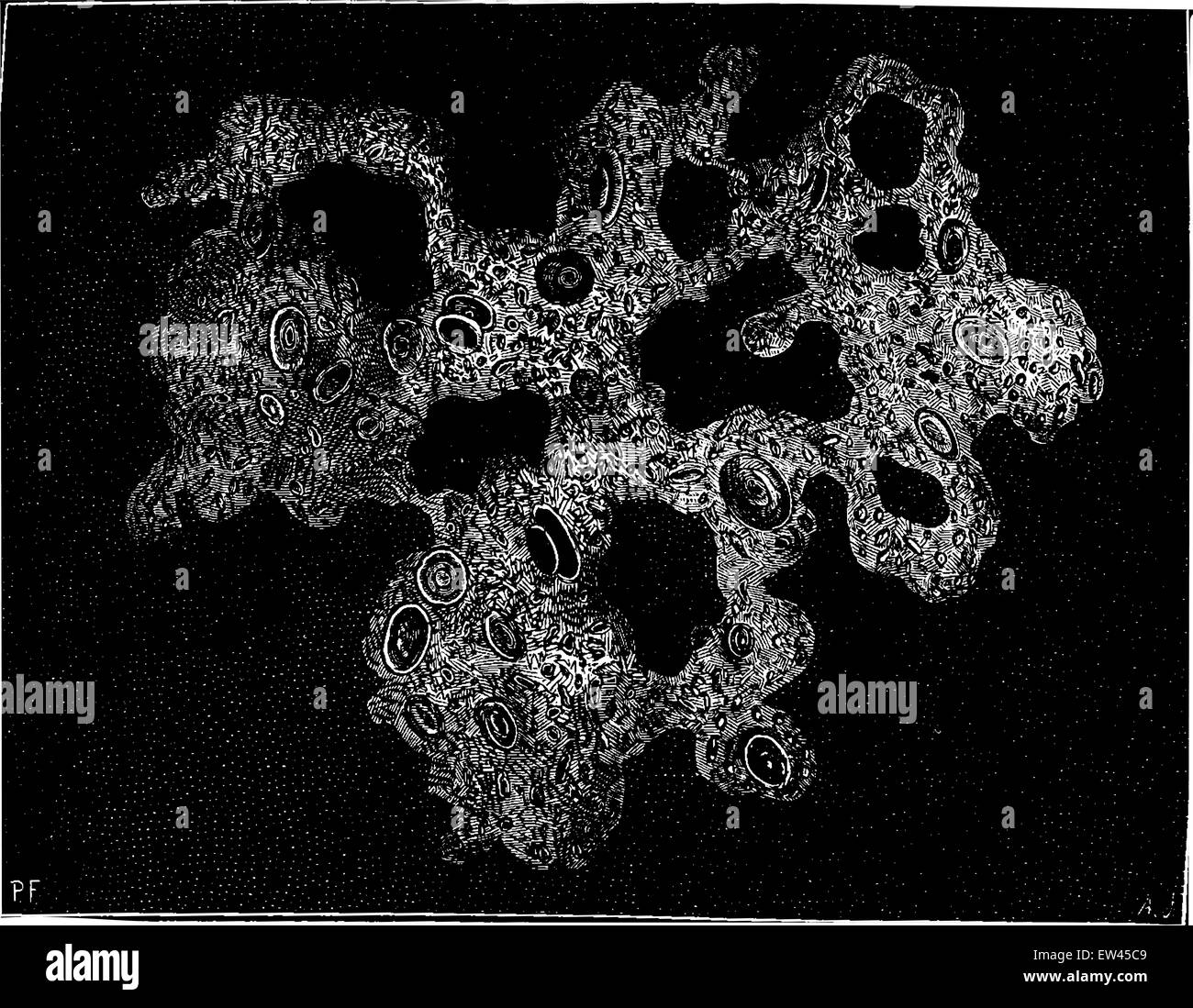 The origins of life. Protoplasm collected in the depths of the sea (gr: 700 diameters), vintage engraved illustration. Earth before man – 1886. Stock Vector