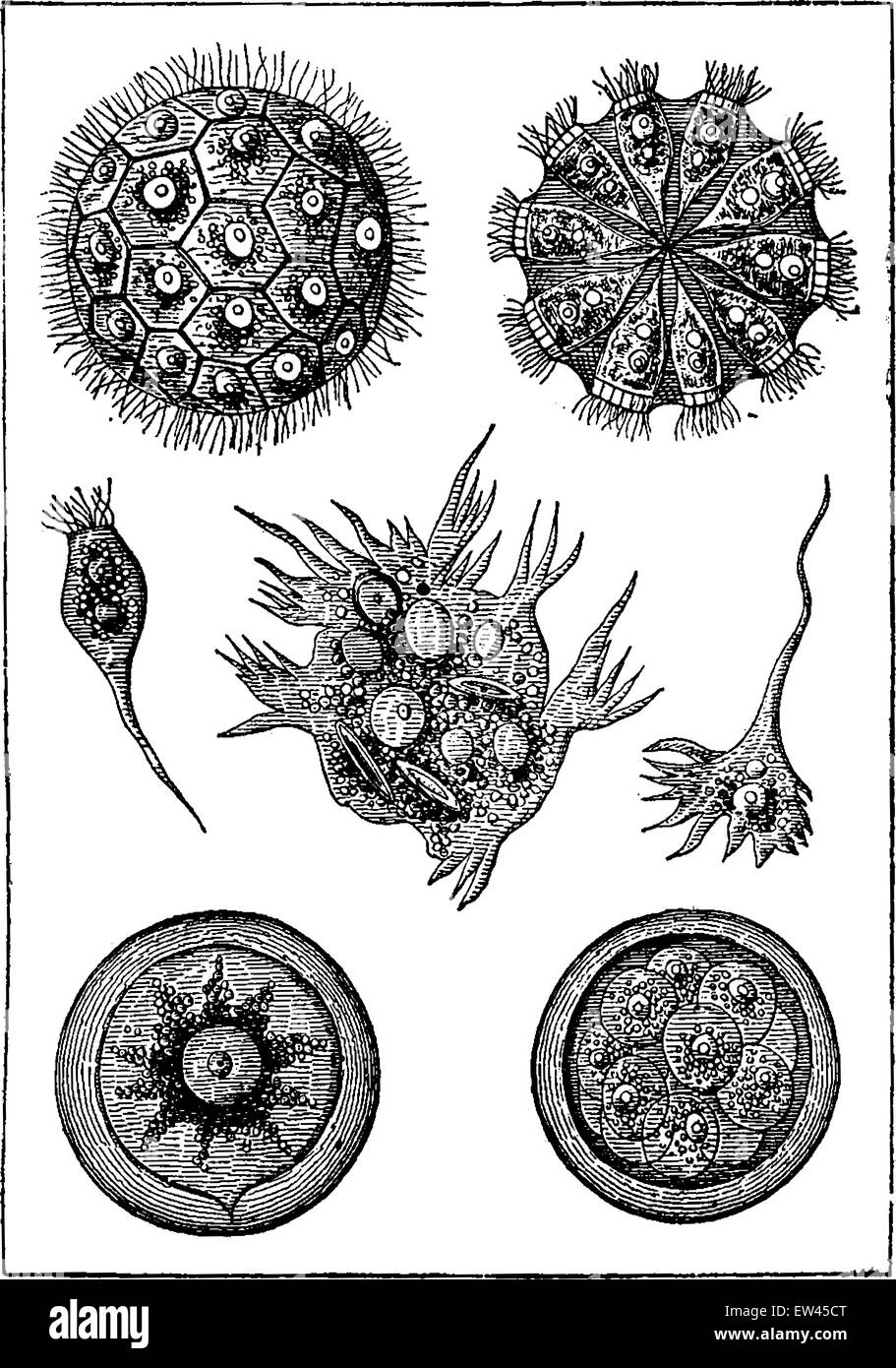 Protists, intermediate beings. The magosphaera planula, vintage engraved illustration. Earth before man – 1886. Stock Vector