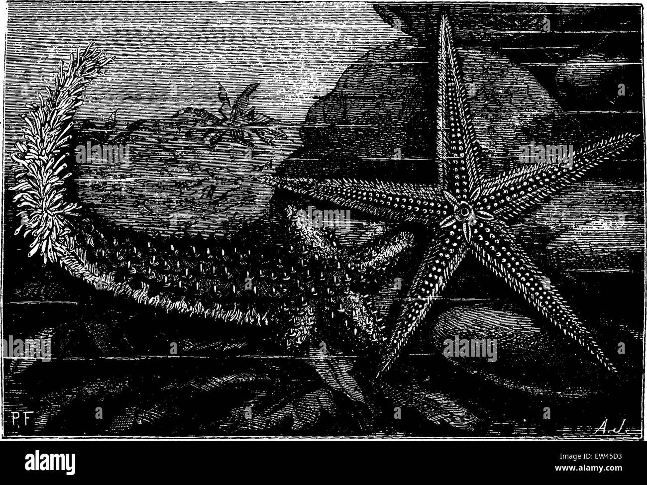 Starfish in full reproduction of its rays. Normal starfish, vintage engraved illustration. Earth before man – 1886. Stock Vector