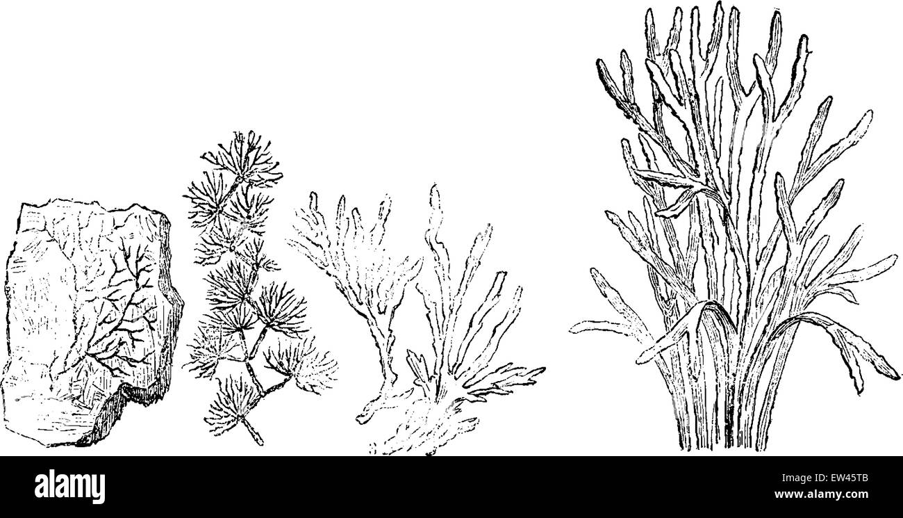 Older plants. Cambrian period. 1. Petrifaction chondrite. 2. Murchisonites forbesi. 3. Ancient chondrites. 4. Seaweed, vintage engraved illustration. Earth before man – 1886. Stock Vector