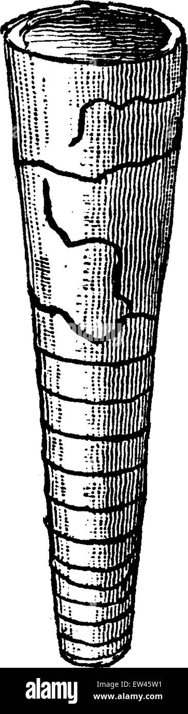 Orthoceras regulare, vintage engraved illustration. Earth before man – 1886. Stock Vector