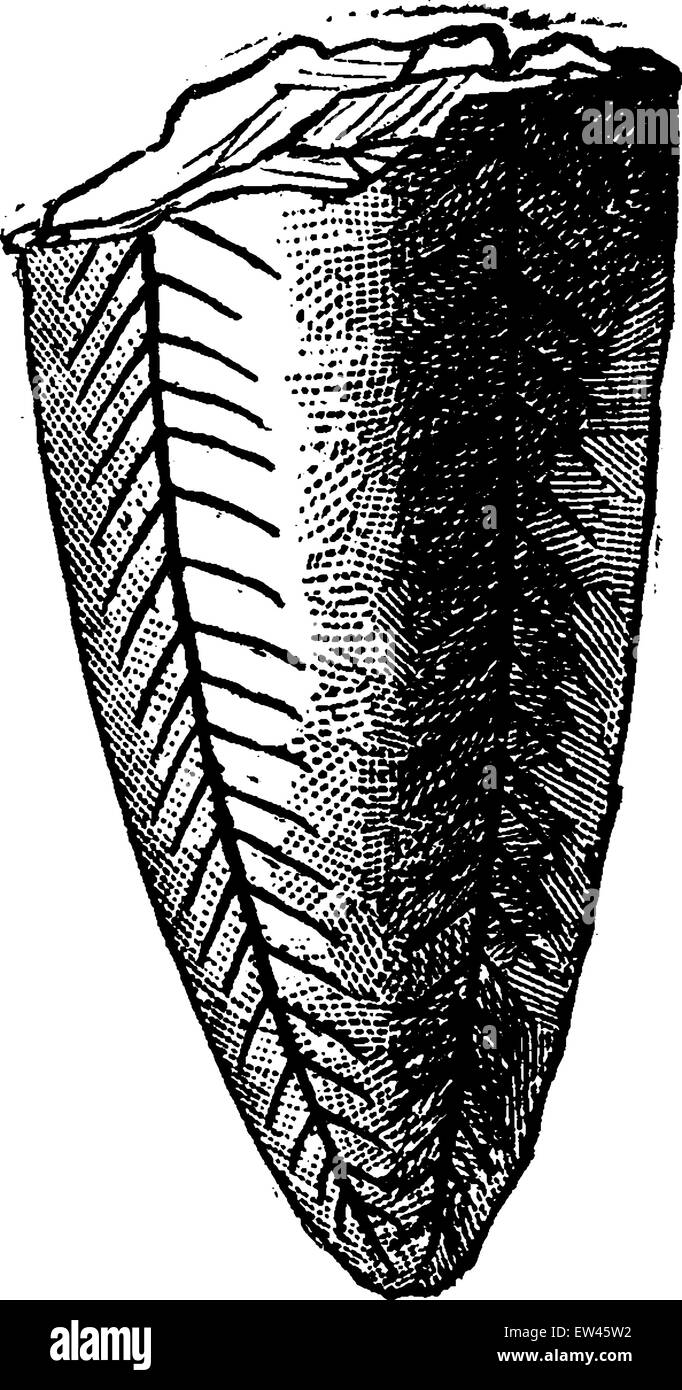 Conularia pyramidata, vintage engraved illustration. Earth before man – 1886. Stock Vector