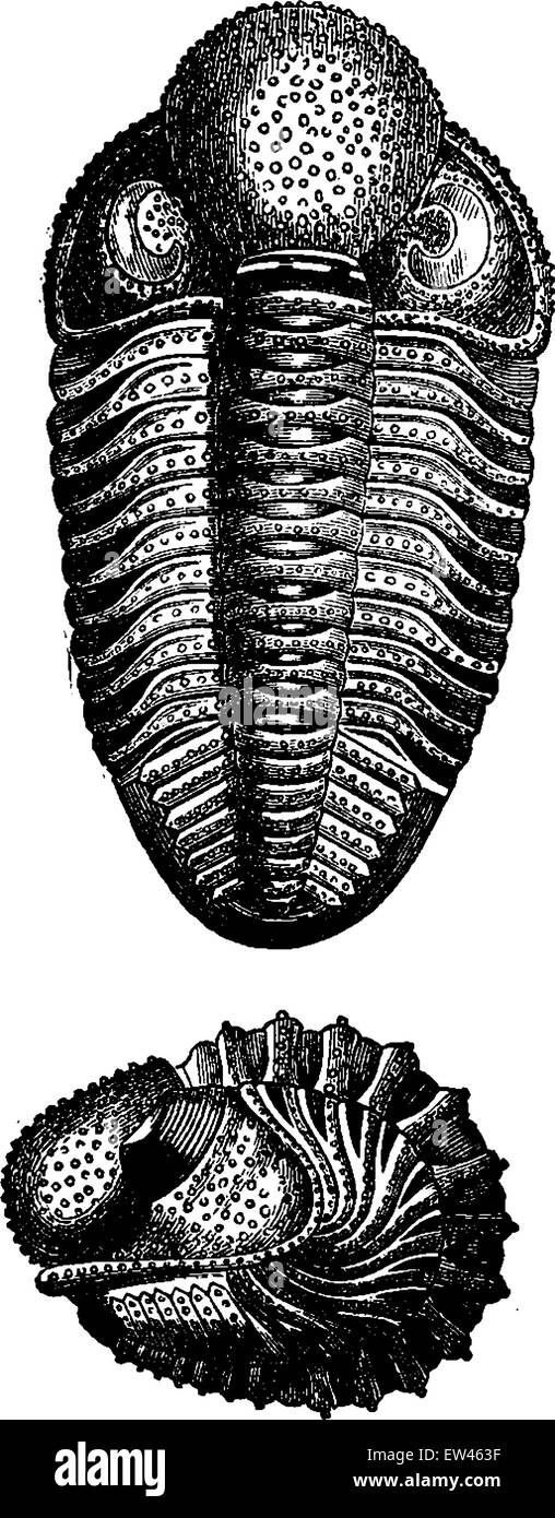 Crustaceans of the Devonian period, vintage engraved illustration. Earth before man – 1886. Stock Vector