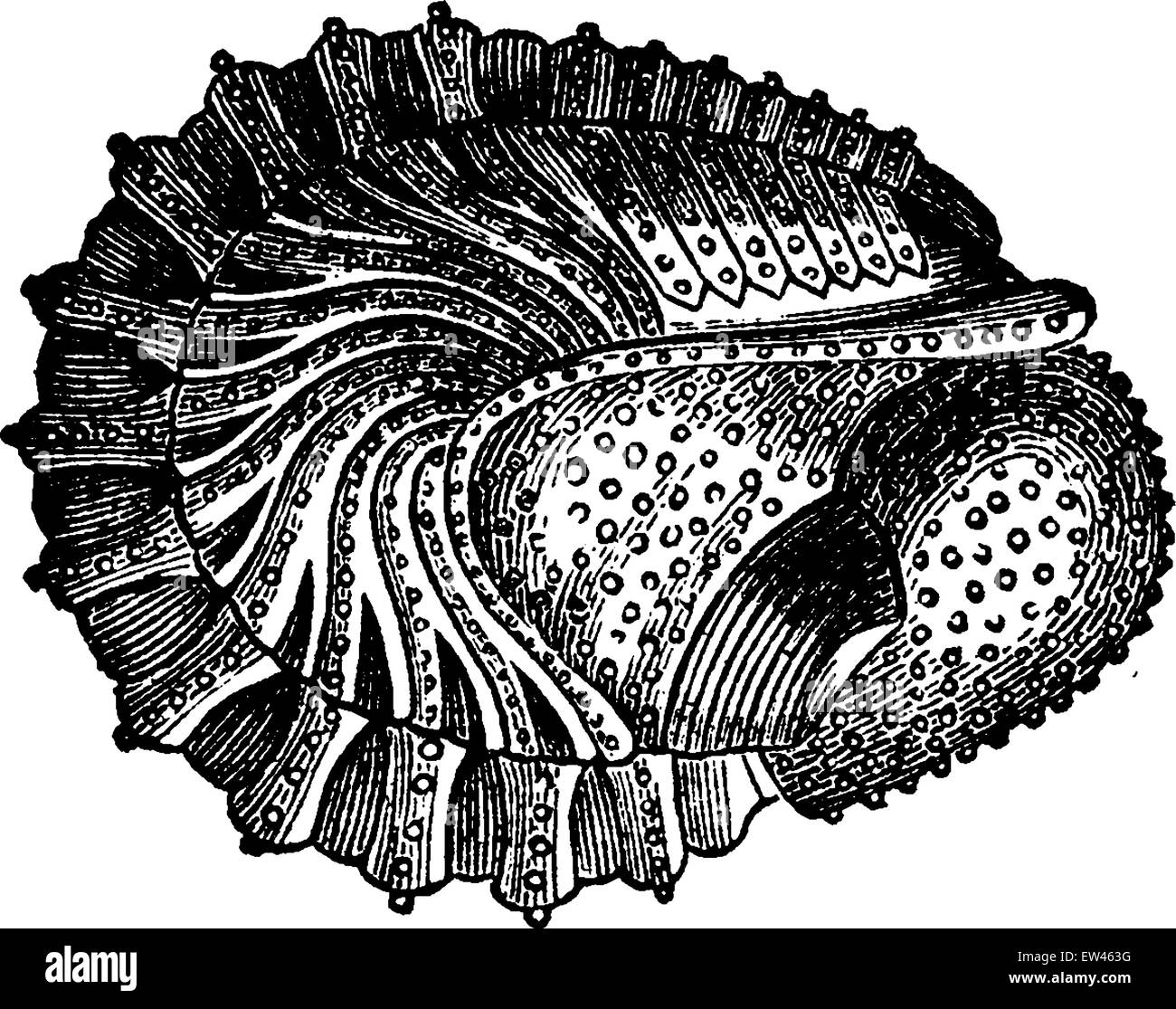 Crustaceans of the Devonian period, Phacops latifrons, Wraps, vintage engraved illustration. Earth before man – 1886. Stock Vector