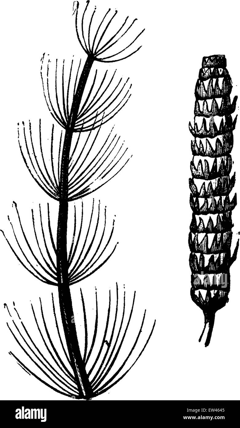 Primitive plants, Calamites a. branch, b. fruiting spike, vintage engraved illustration. Earth before man – 1886. Stock Vector