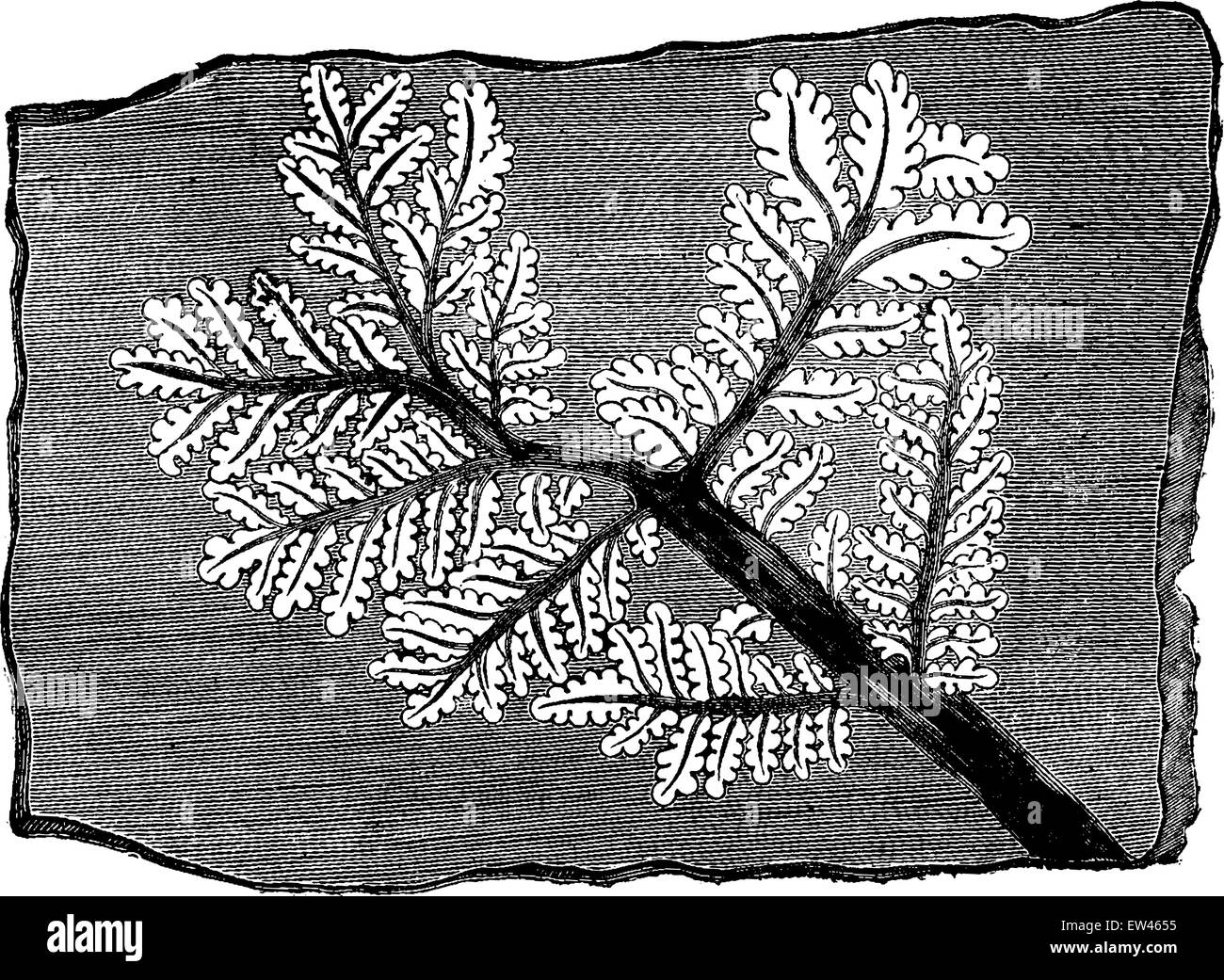 Trace fossil fern, vintage engraved illustration. Earth before man – 1886. Stock Vector