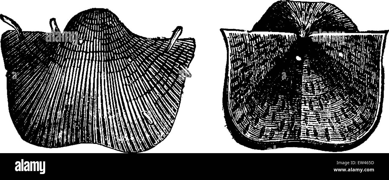 Brachiopods of the Carboniferous period, vintage engraved illustration. Earth before man – 1886. Stock Vector
