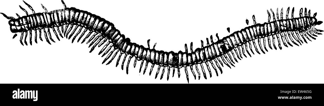 Fossil centipede (Euphoberia Brownii) found in the coalfield Glasgow, vintage engraved illustration. Earth before man – 1886. Stock Vector
