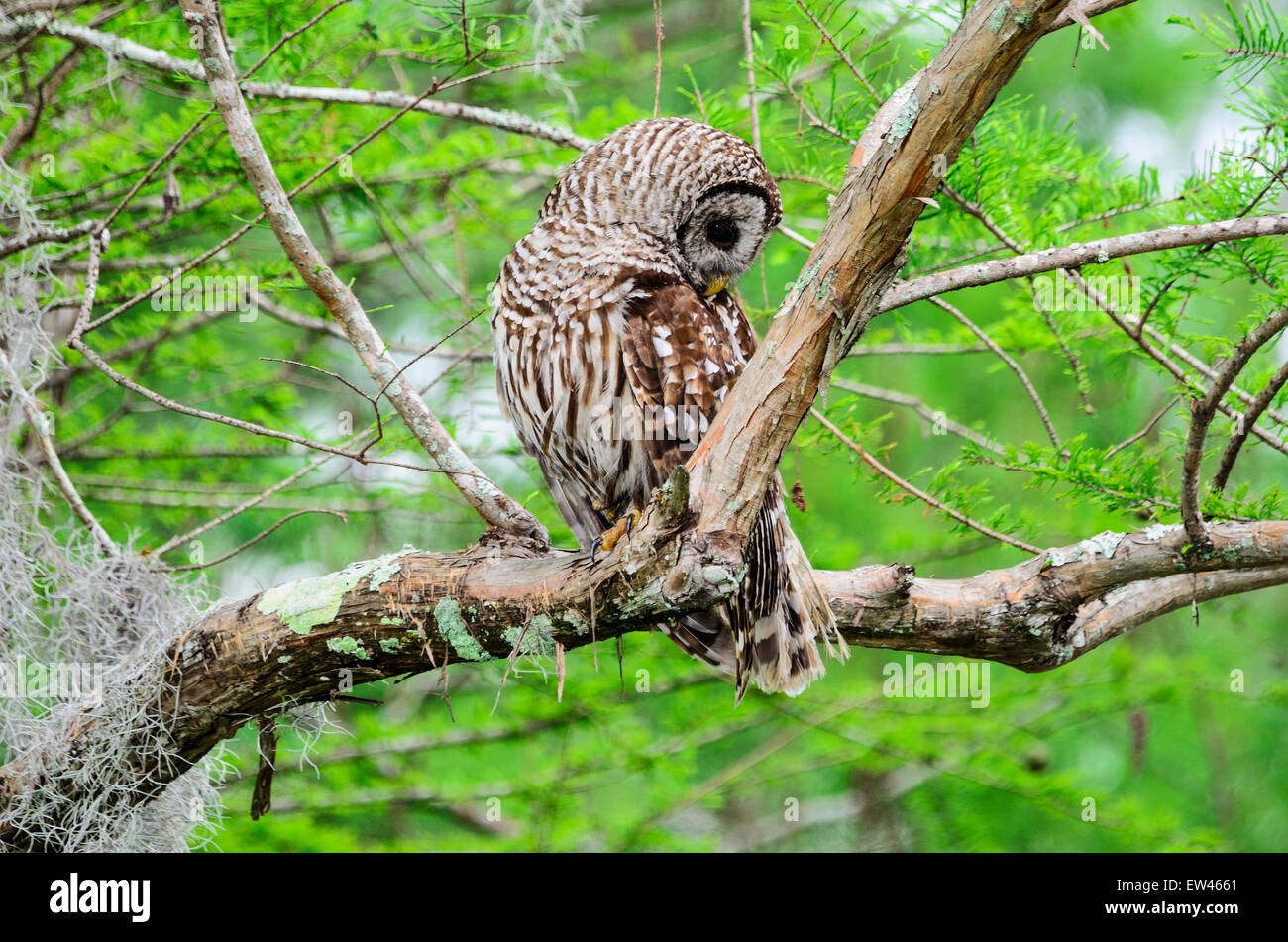 A Barred Owl, Strix varia,in Louisiana's Atchefalaya swamp, USA Stock