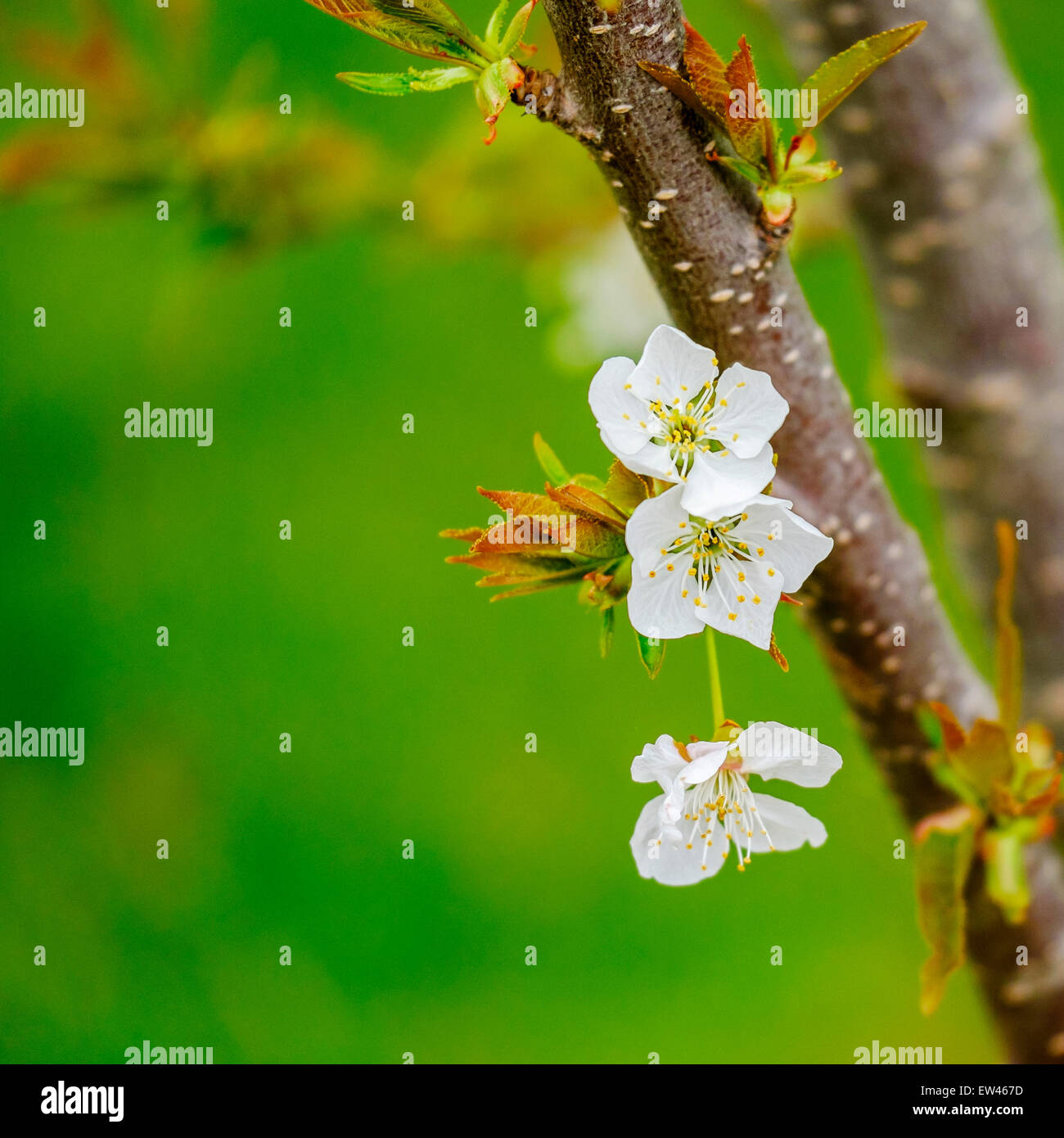 Closeup of sour cherry blossoms, Prunus cerasus. USA Stock Photo