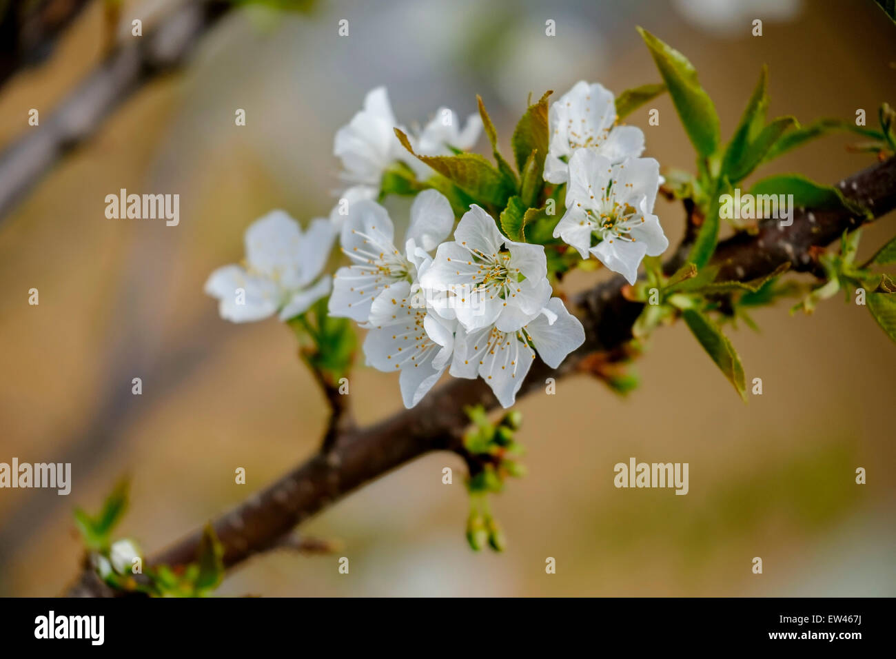 Closeup of blossoms from a sour cherry tree, Prunus cerasus. USA. Stock Photo