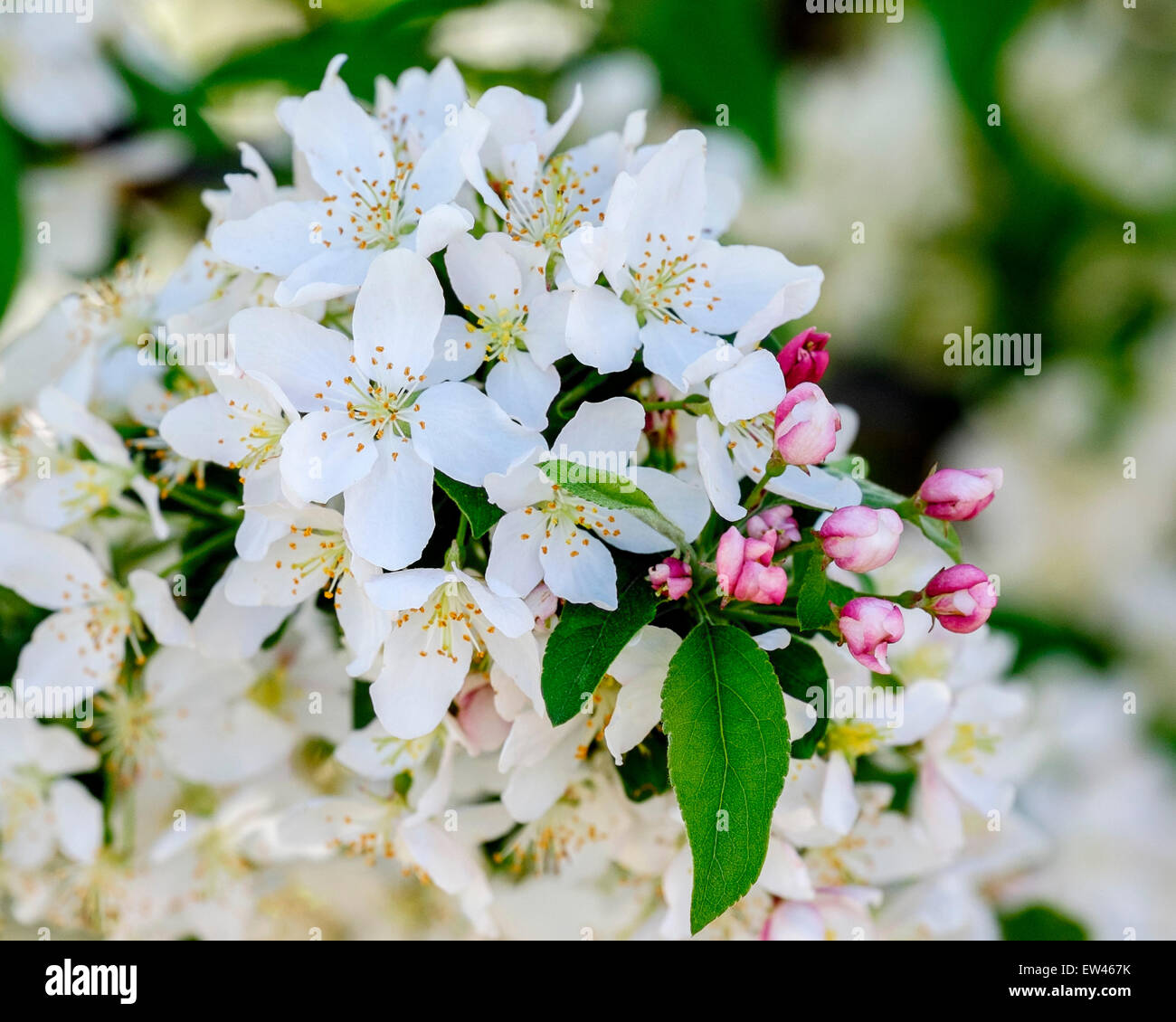 A cluster of blossoms and buds on a crabapple tree in the spring. USA Stock Photo