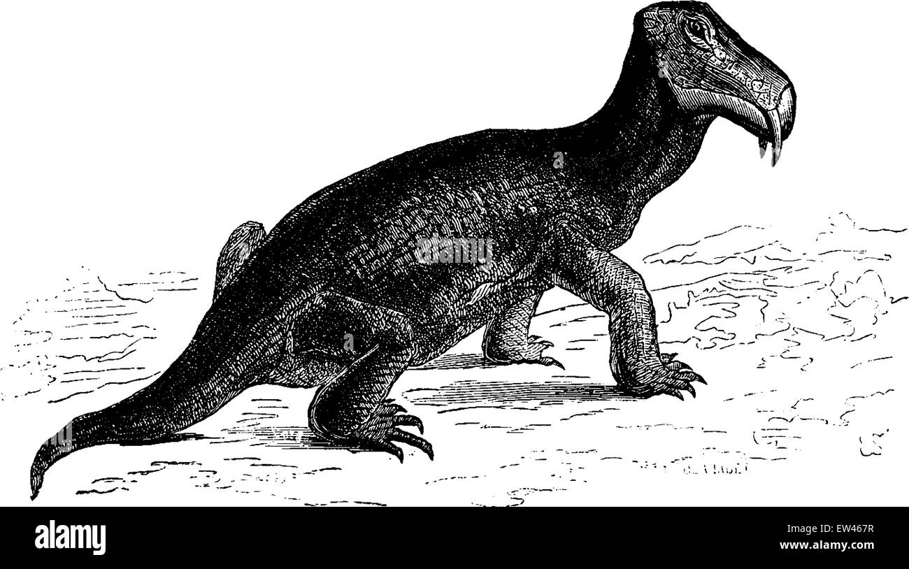 The dicynodont, reptile of the Triassic era (Southern Africa), vintage engraved illustration. Earth before man – 1886. Stock Vector