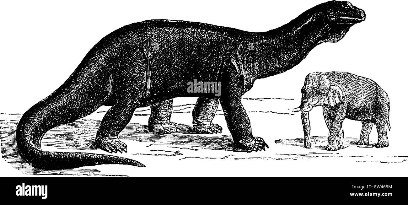 Atlantosaurus, the largest animals ever to exist, vintage engraved illustration. Earth before man – 1886 Stock Vector Image & Art - Alamy Atlantosaurus, the largest animals ever to exist, vintage engraved illustration. Earth before man – 1886 Stock Vector Image & Art - Alamy