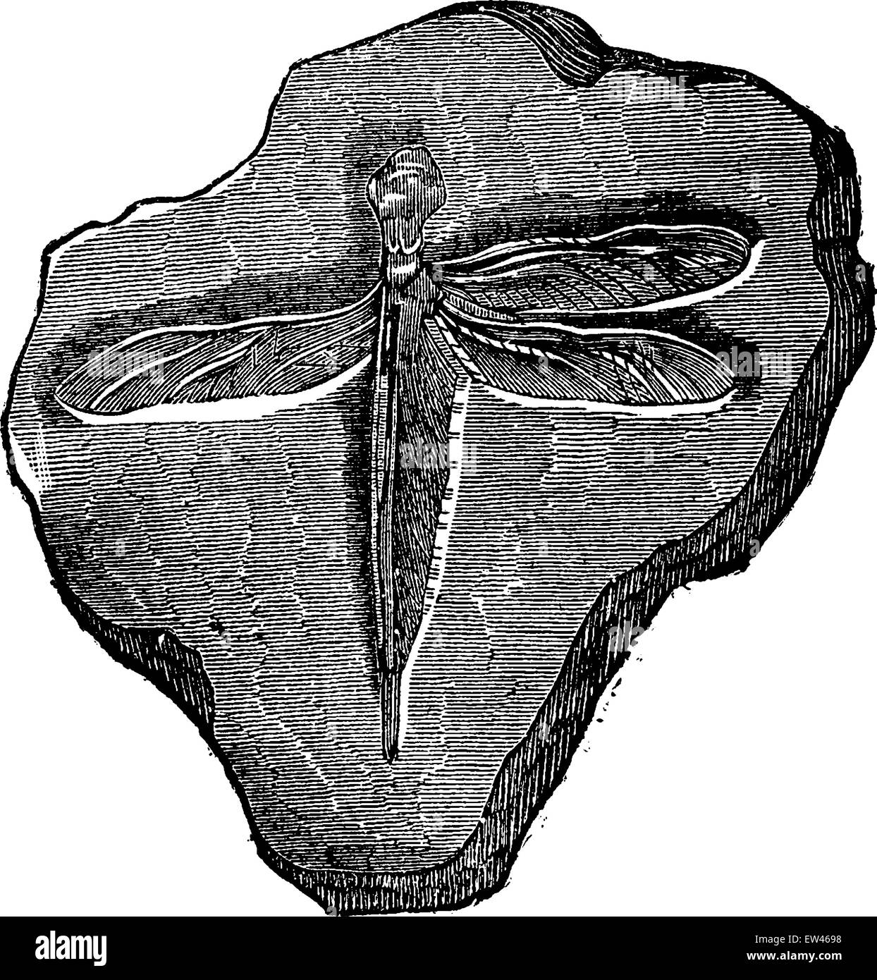 Jurassic Period Fossils