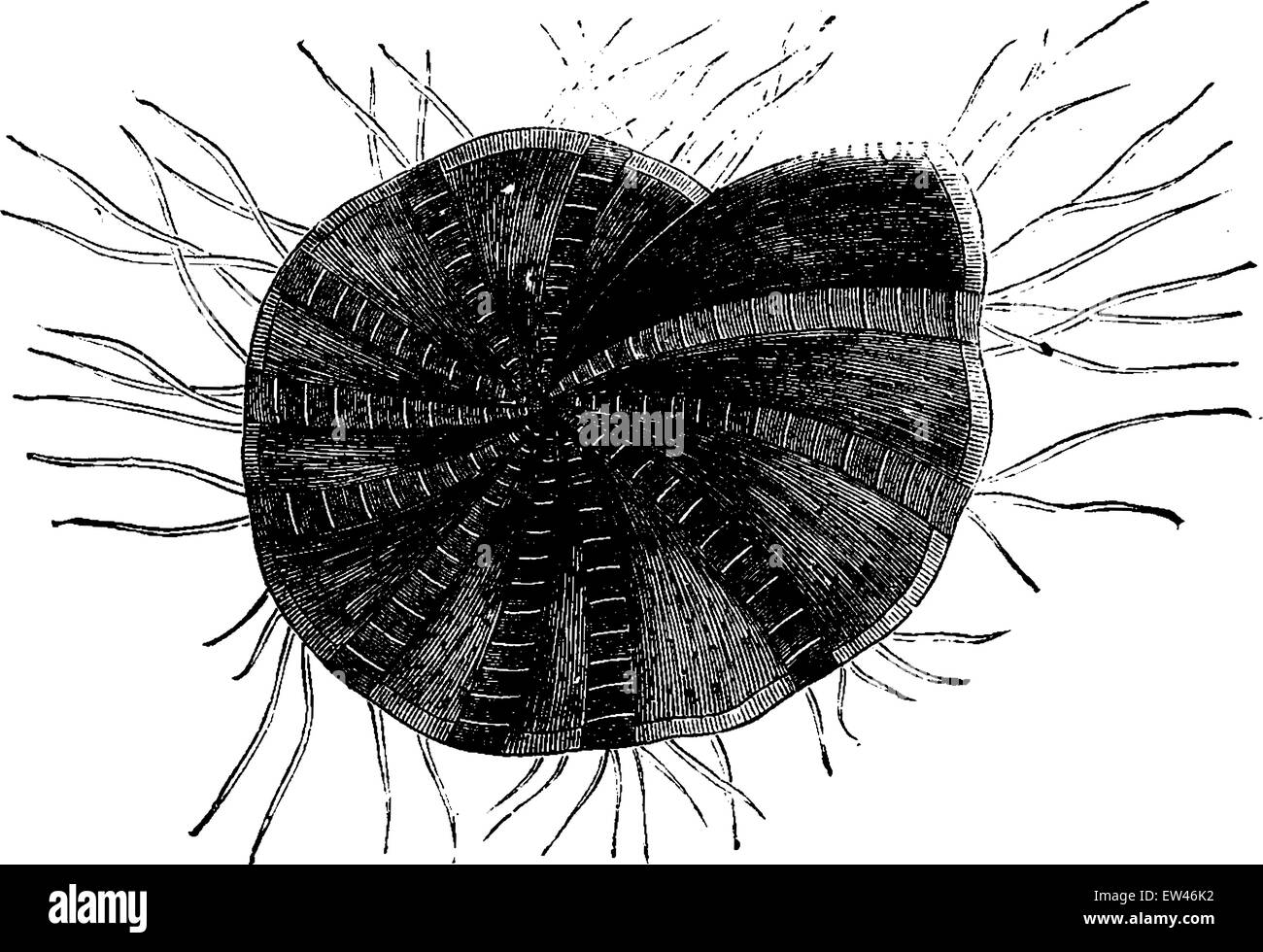 Miliole of building stone (coarse limestone) highly magnified, vintage engraved illustration. Earth before man – 1886. Stock Vector