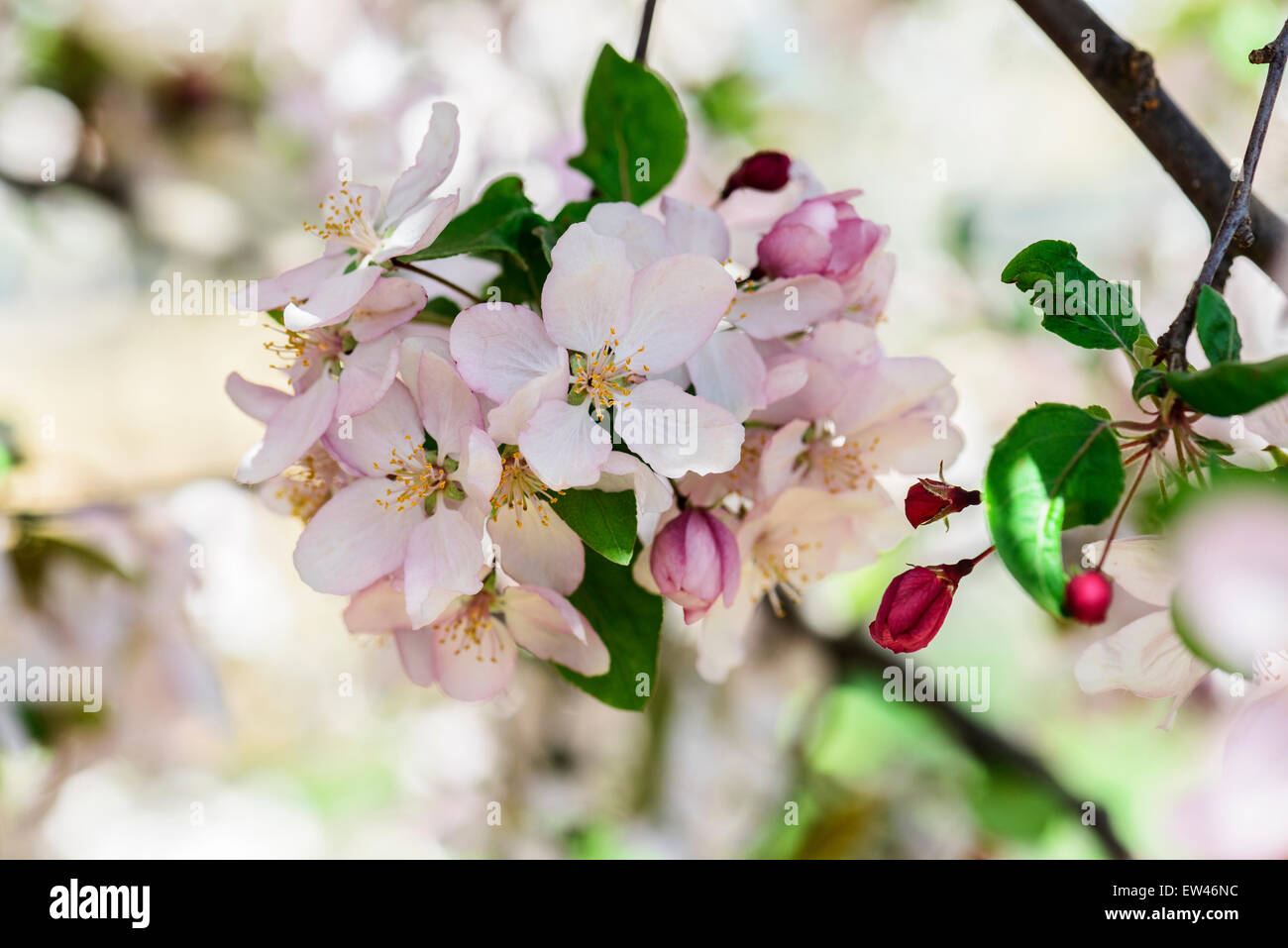 Crabapple tree blossoms hires stock photography and images Alamy