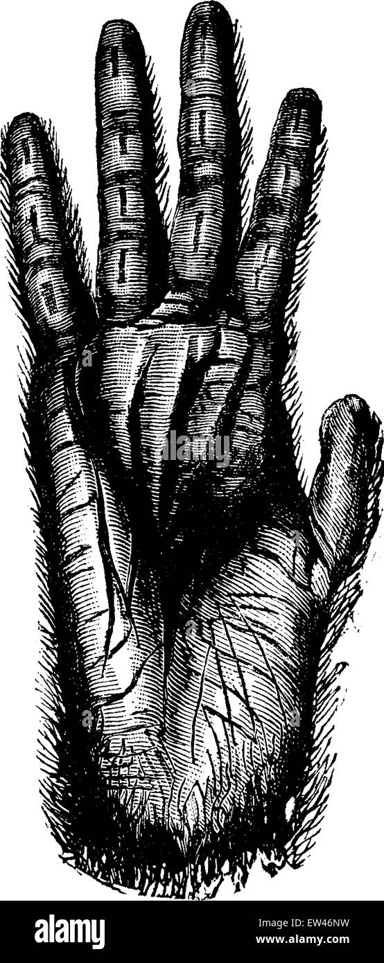 Hand of gorilla, vintage engraved illustration. Earth before man – 1886  Stock Vector Image & Art - Alamy