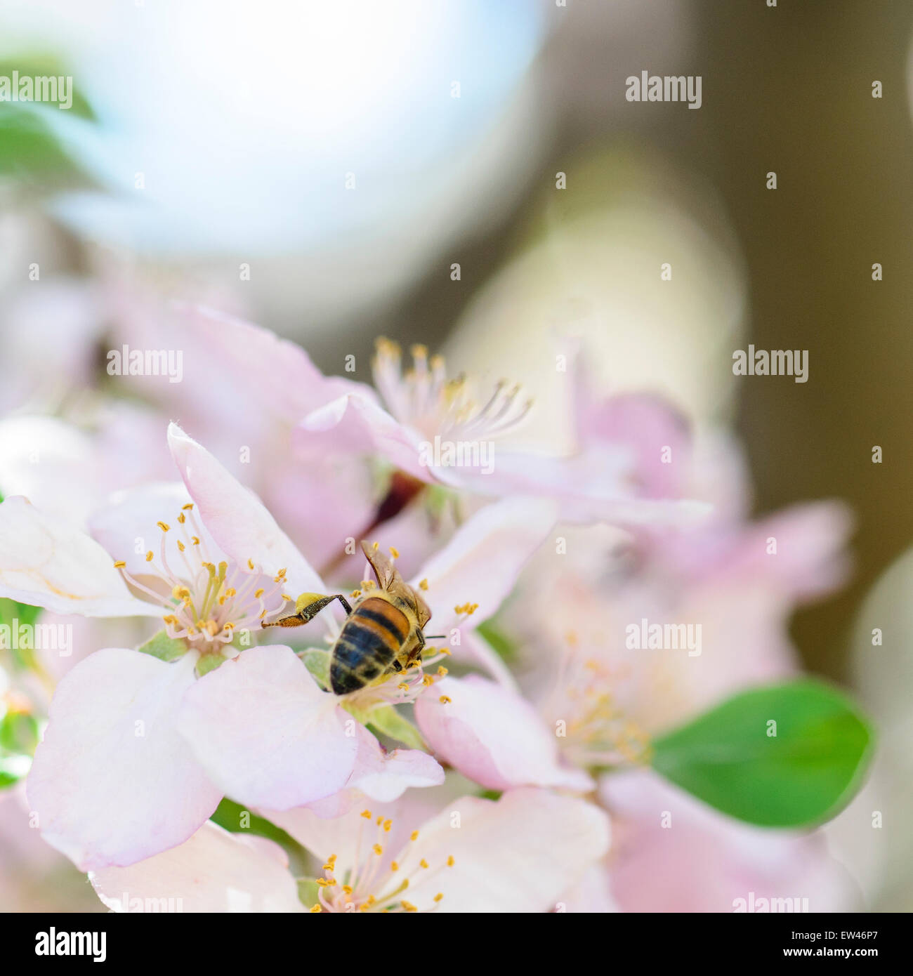 A honeybee gathers pollen from crabpple, Malus, blossoms in the spring. Oklahoma, USA. Stock Photo