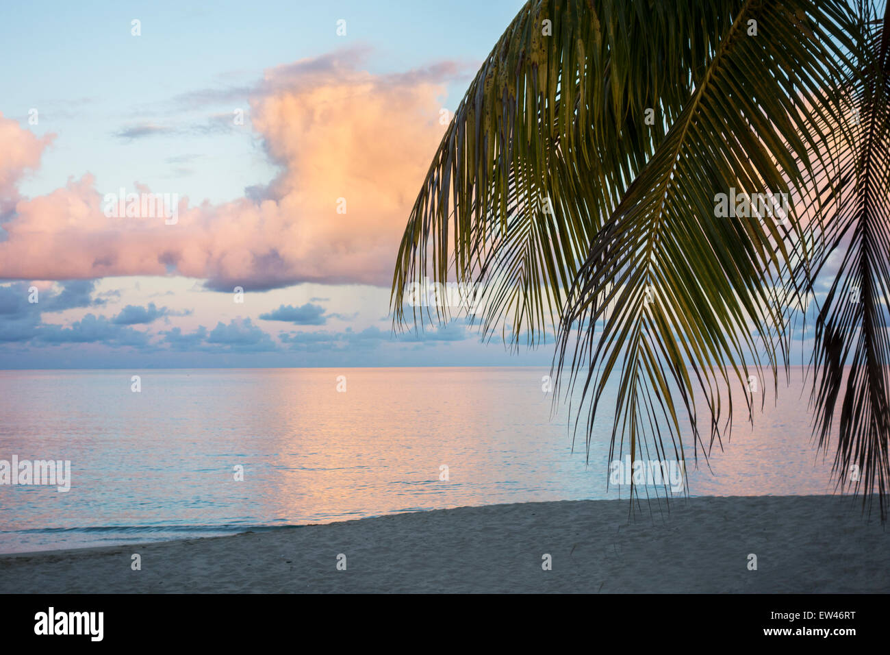 A view from a tropical island showing palm fronds, the beach and pink dawn clouds reflecting on the Caribbean sea. St. Croix, U.S. Virgin Islands. Stock Photo