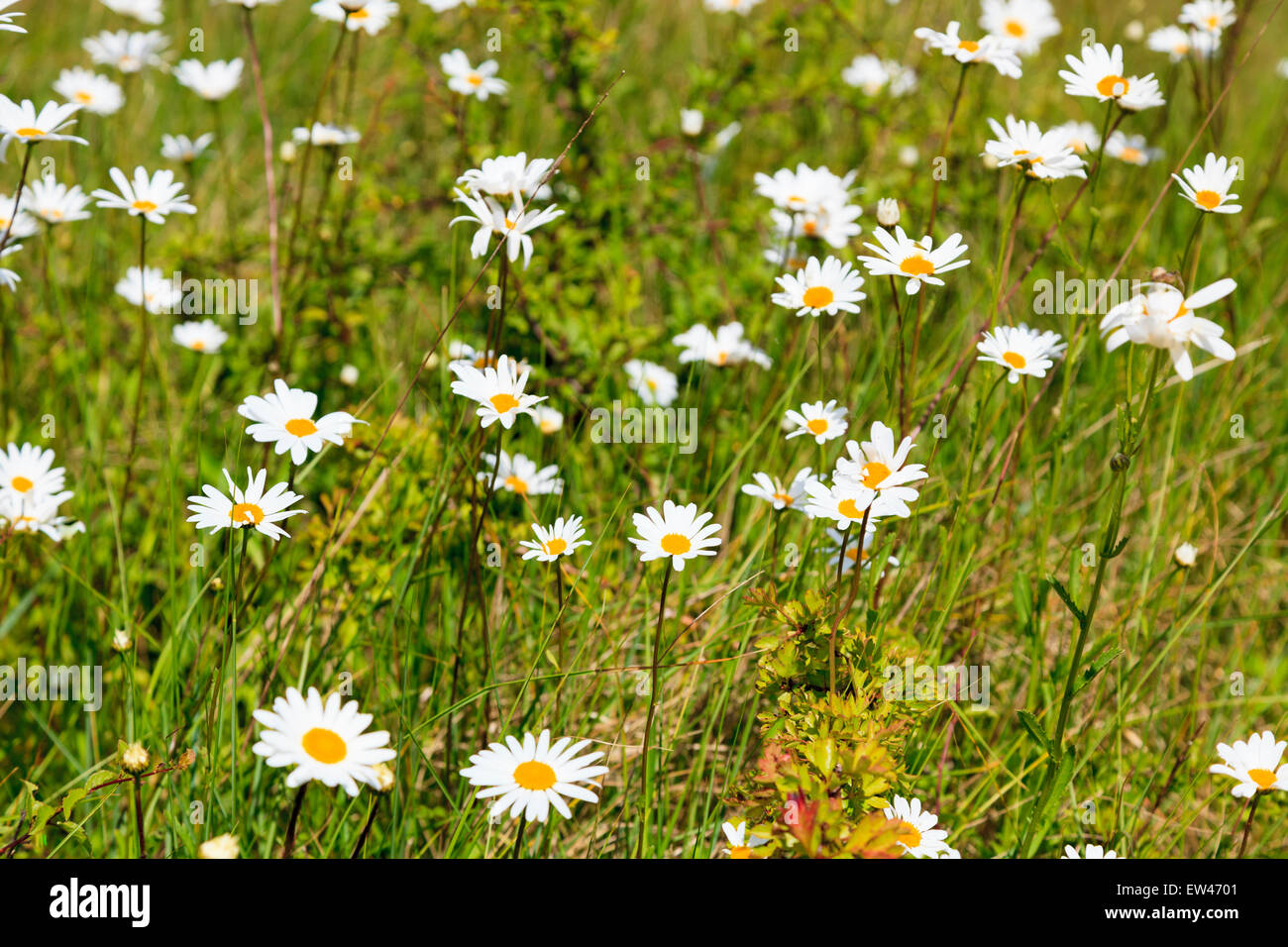 close view of wild marguerite daisies Leucanthemum vulgare ox-eye daisy or oxeye daisy Stock Photo
