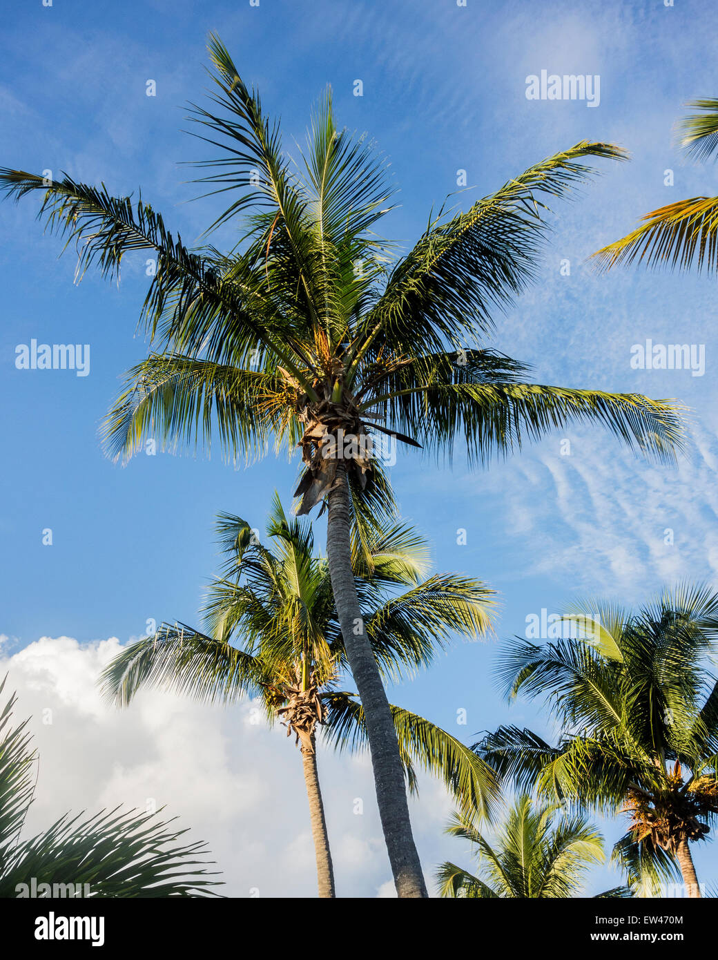 Coconut palm trees, Cocos nucifera, against a blue sky on St. Croix, U.S. Virgin Islands. Stock Photo