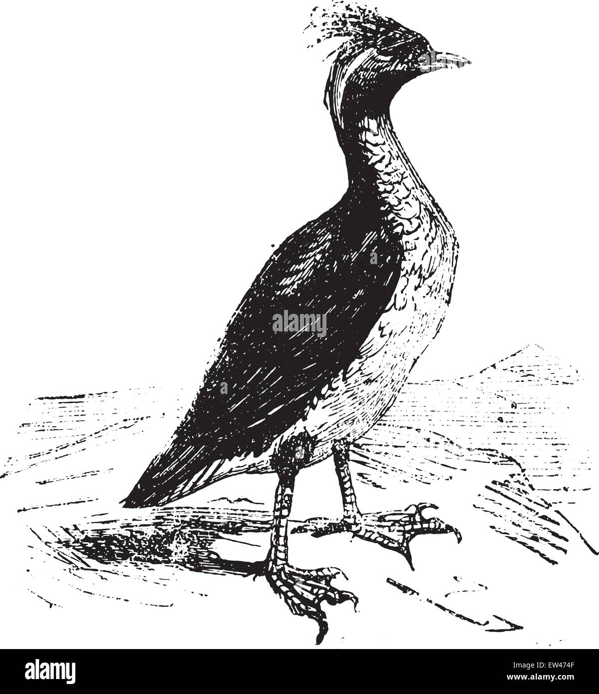 Guillemot, vintage engraved illustration. Stock Vector