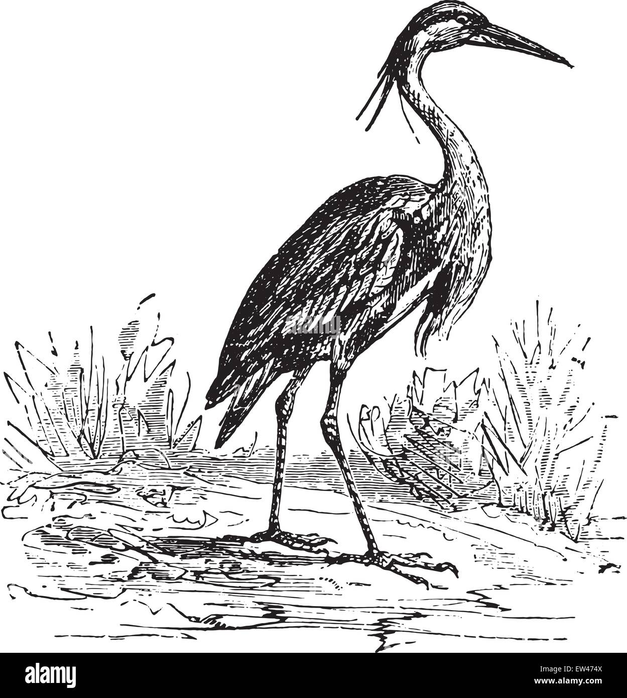 Heron, vintage engraved illustration Stock Vector Image & Art - Alamy