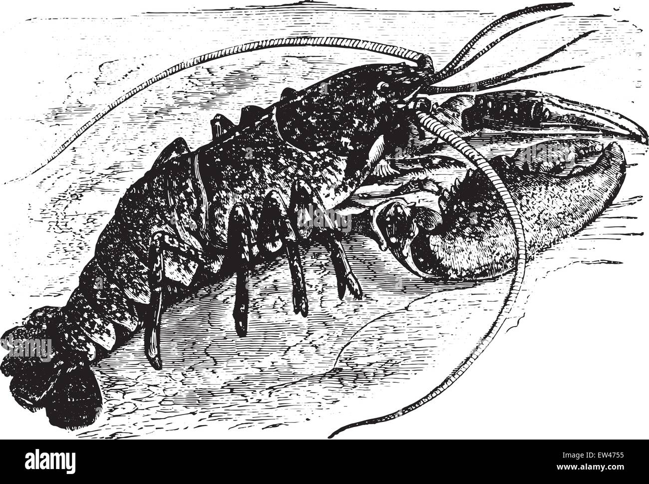 Lobster, vintage engraved illustration. Stock Vector