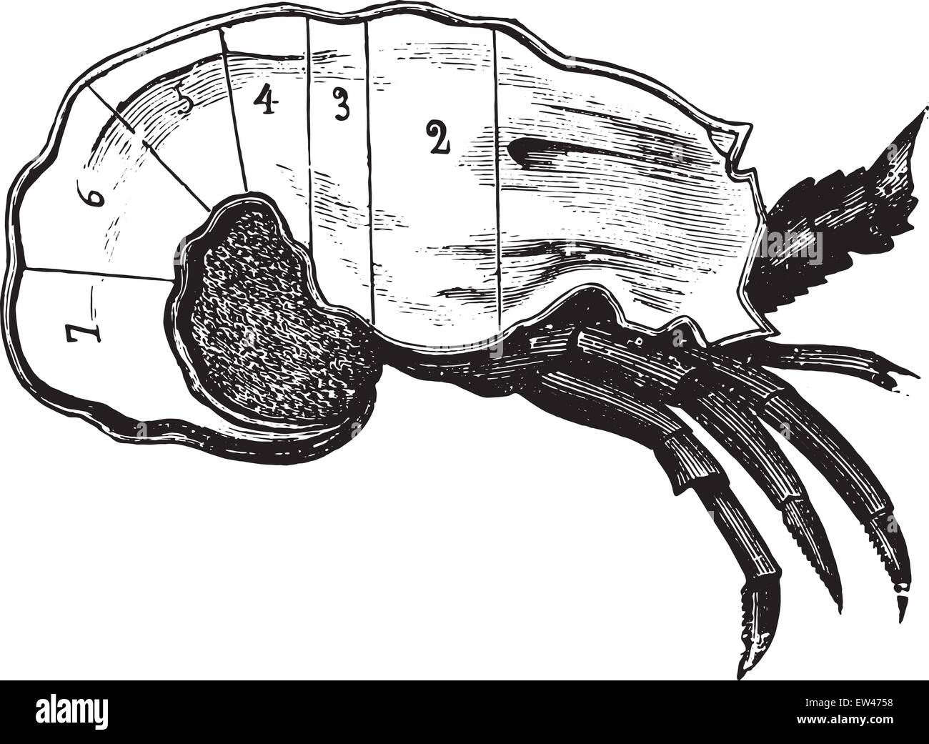 Dissection of lobster, vintage engraved illustration. Stock Vector