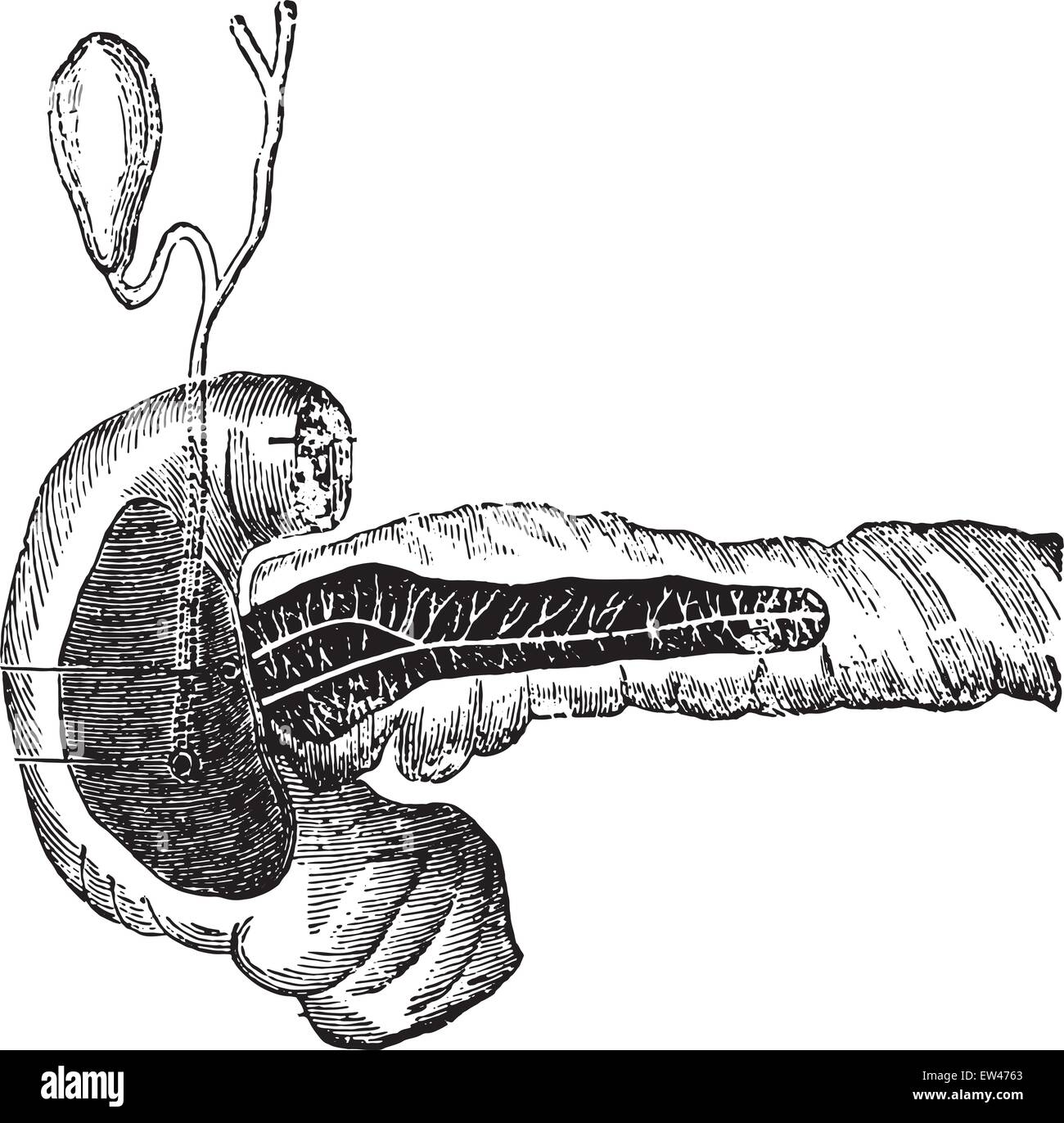 Pancreatic Juices Aka Enzyme