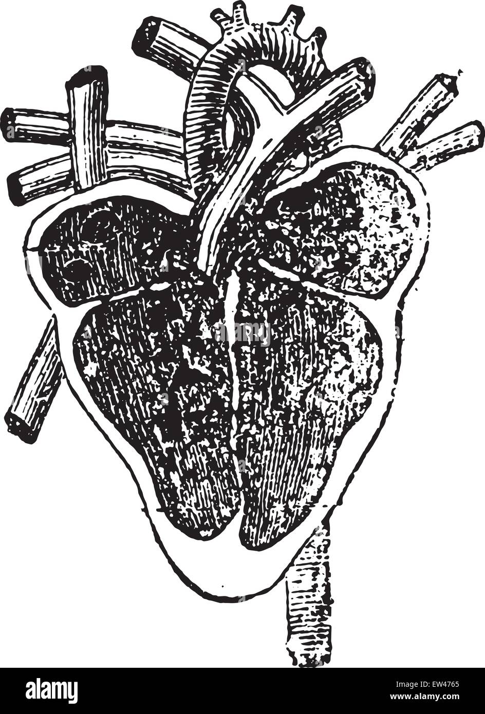 Antique medical illustration human heart hi-res stock photography and ...