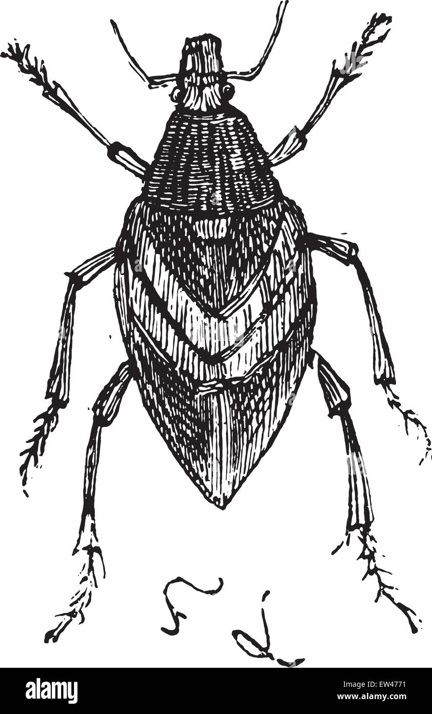 Weevil, vintage engraved illustration. Stock Vector