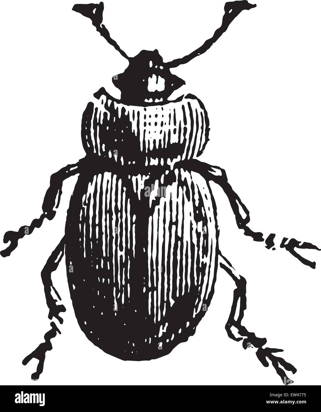 Sap beetle, vintage engraved illustration. Stock Vector