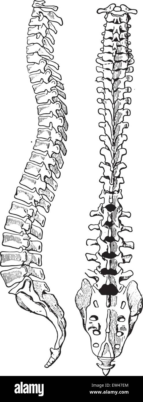 The spinal column of human body, vintage engraved illustration. Stock Vector