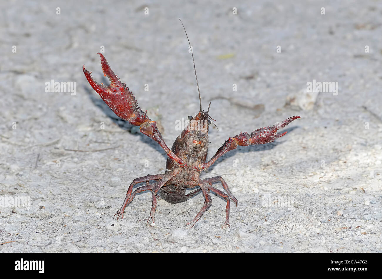 Procambarus clarkii. Crawfish with defense position, found on a road near a river. This specie is also know as american crawfish Stock Photo