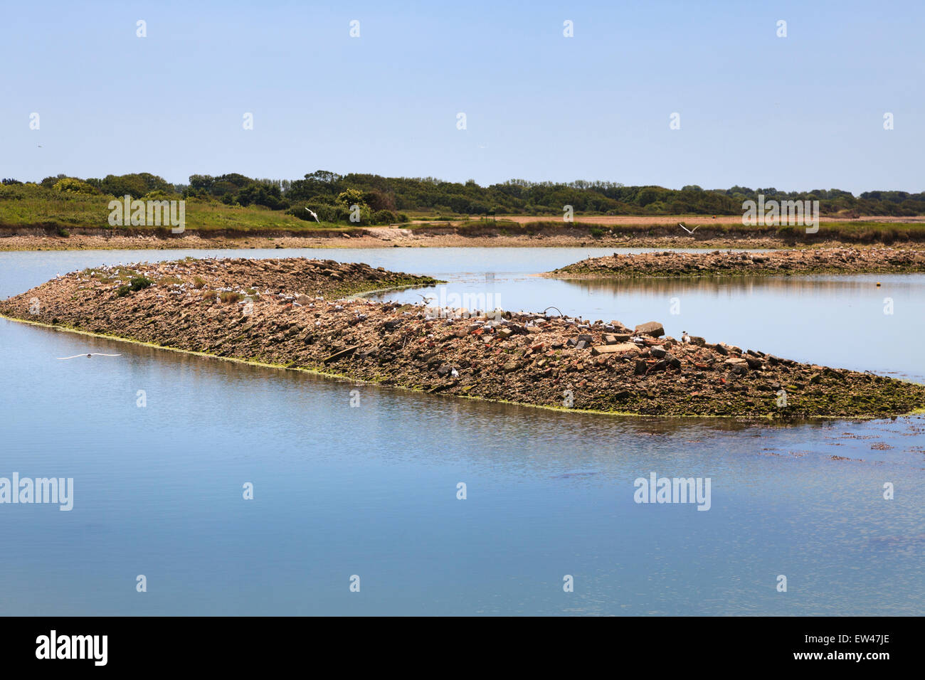 Hayling Island old disused Oyster Beds now a wading birds and wildfowl sanctuary. Stock Photo