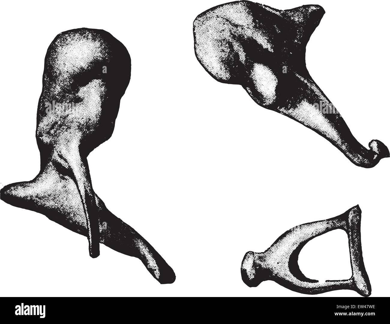 Bones of ear- hammer, anvil, stirrup, vintage engraved illustration Stock  Vector Image & Art - Alamy