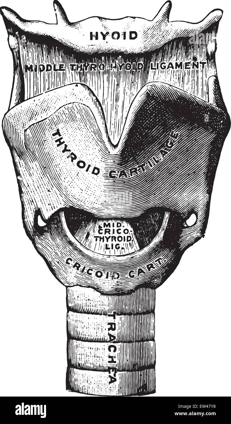 Voice box anatomy Stock Vector Images Alamy