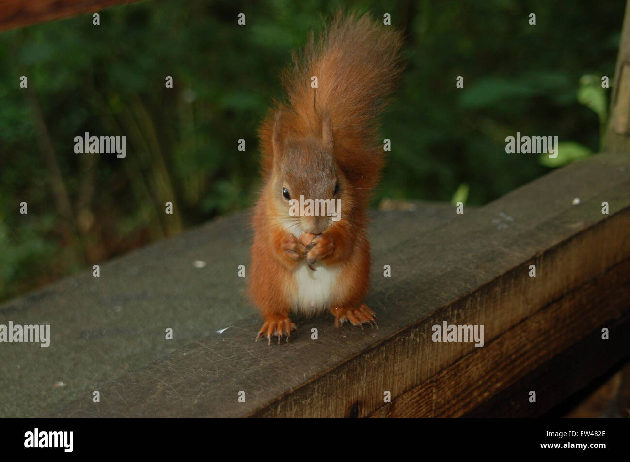 Wild red squirrel on the isle of wight Stock Photo - Alamy