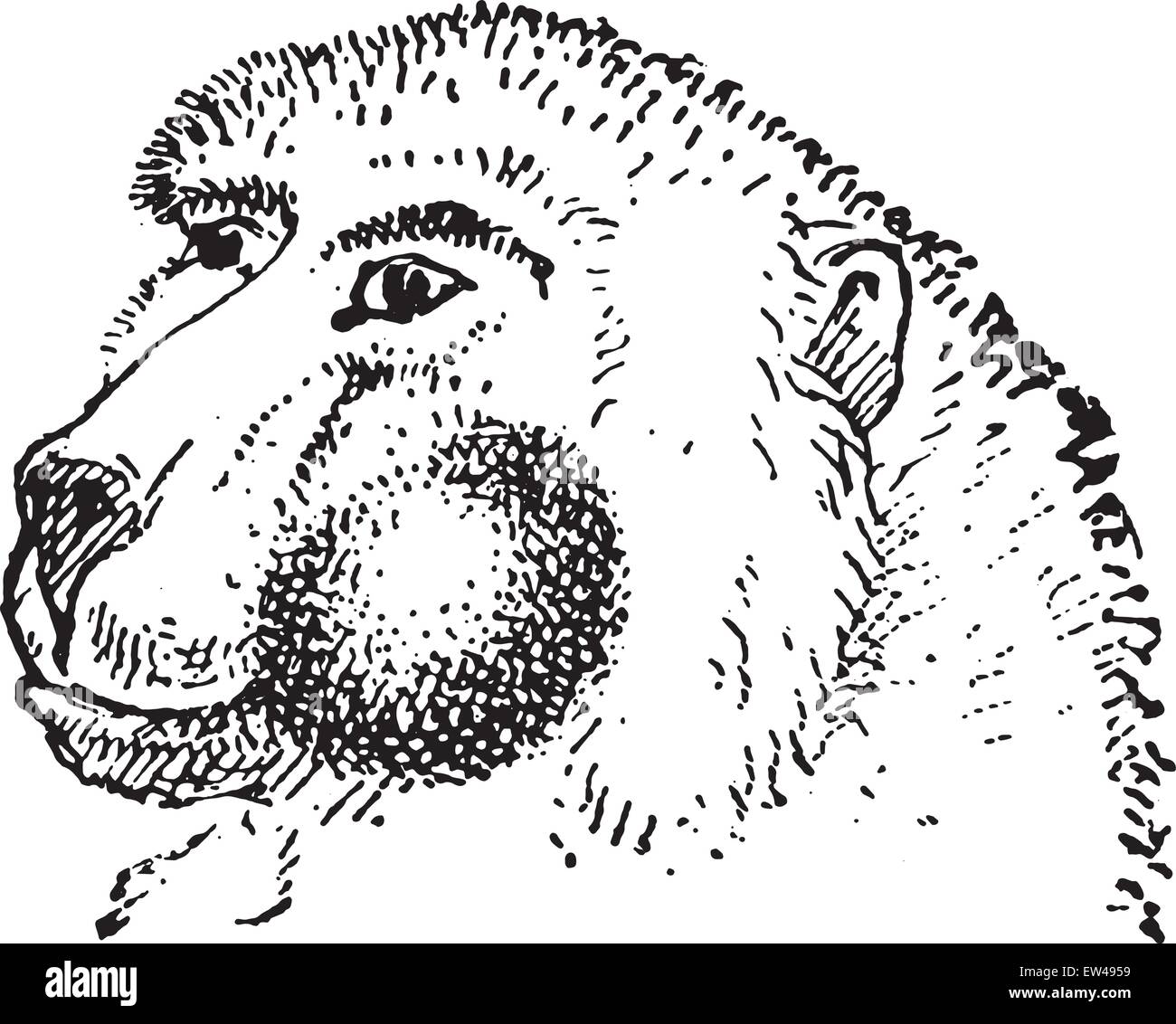 Cheek pouch, vintage engraved illustration. Dictionary of words and