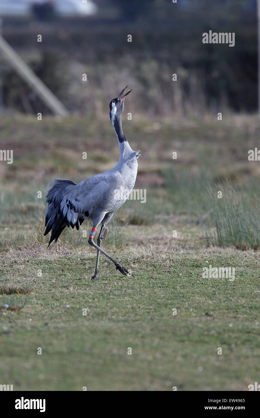 Common Crane (Grus grus) calling, Slimbridge Wetland Reserve, (WWT), Gloucestershire, England, UK. Stock Photo