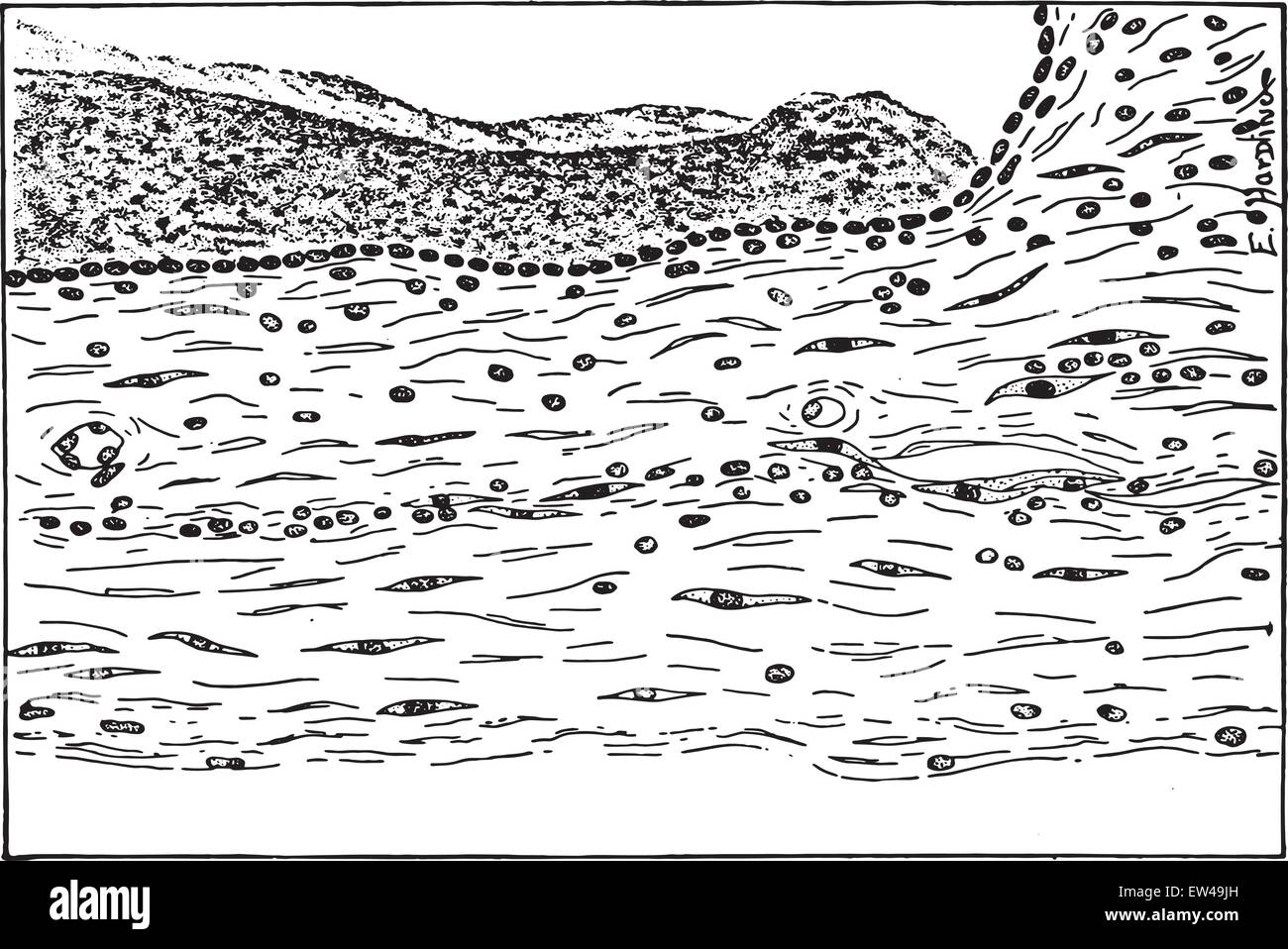 Detritus Stock Vector Images - Alamy, image size:1300x958