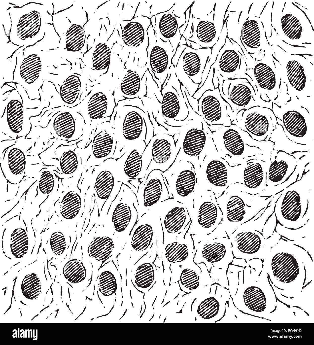 Brain cell drawing Stock Vector Images - Alamy