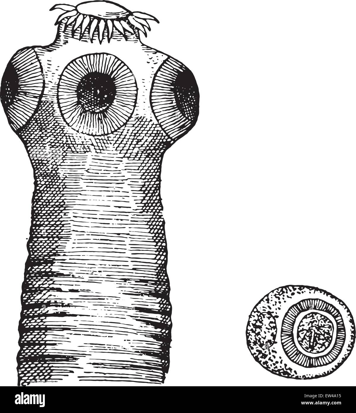 Head of taenia solium, vintage engraved illustration. Stock Vector