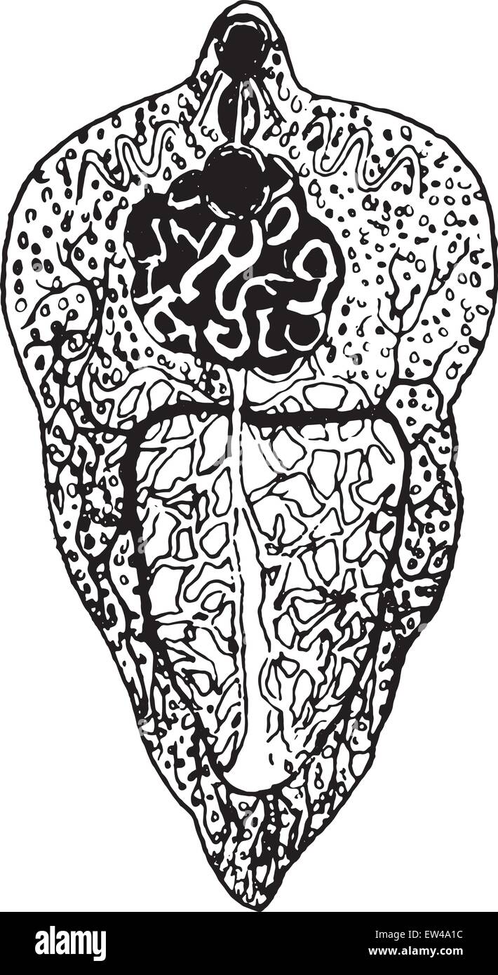 Distoma hepaticum, vintage engraved illustration. Stock Vector