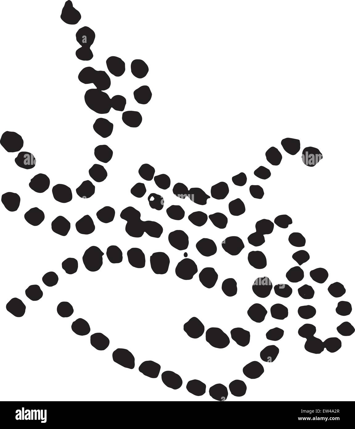Streptococcus of erysipelas, vintage engraved illustration. Stock Vector