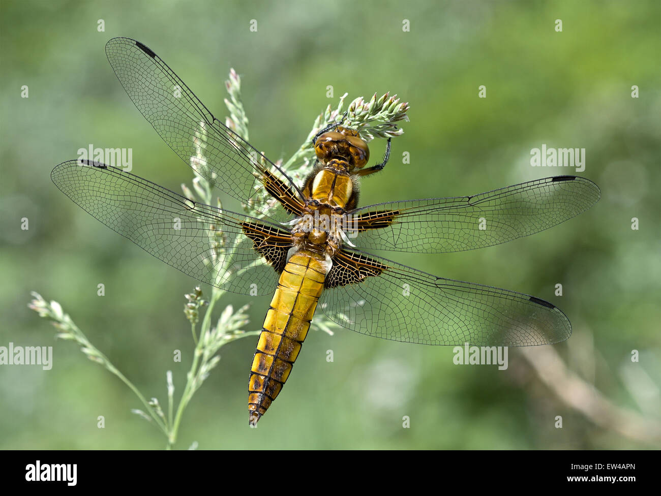 Dragonfly sitting on the stalk of grass on a blurred green background ...