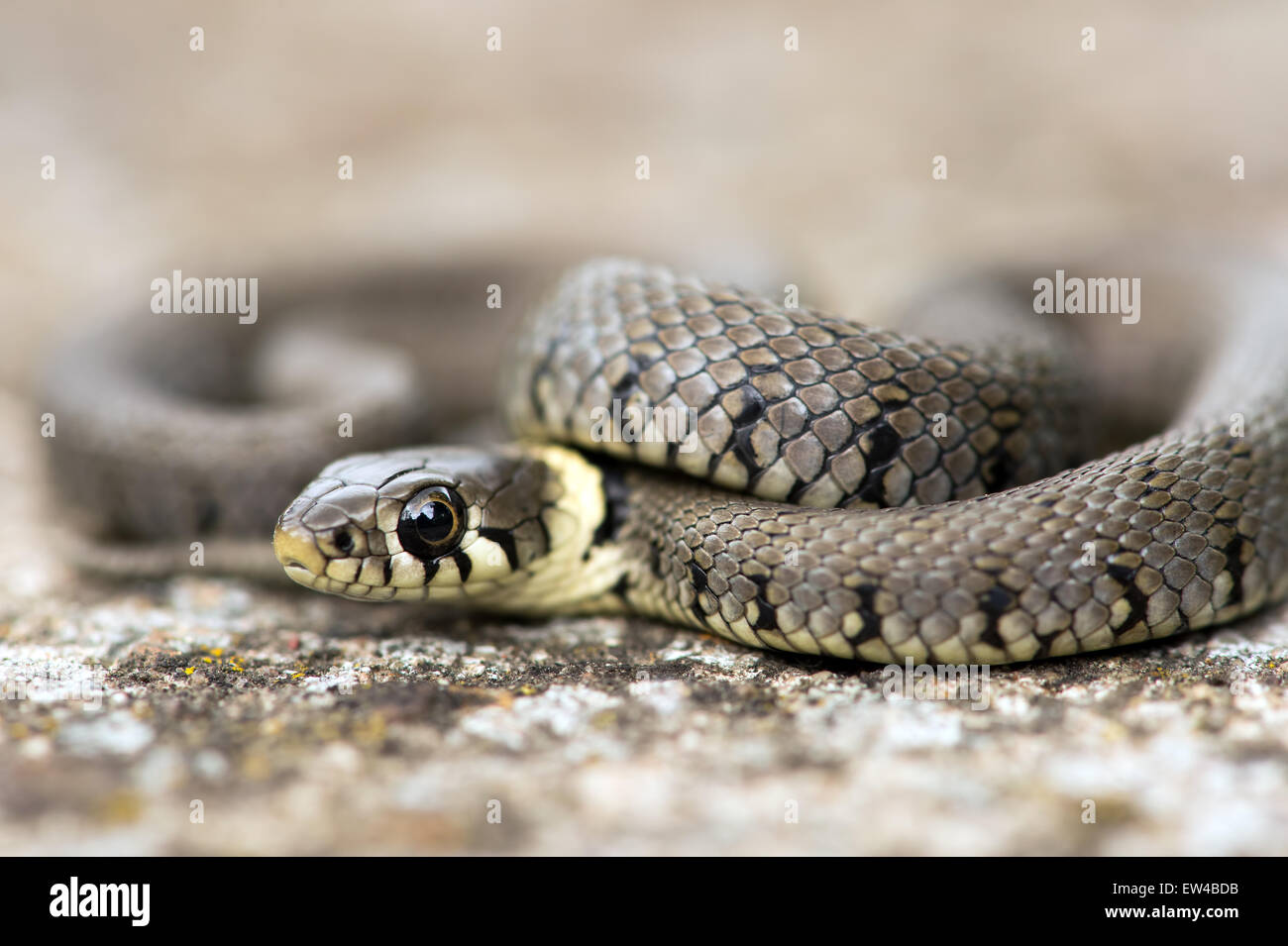 Grass Snake (natrix natrix) Stock Photo