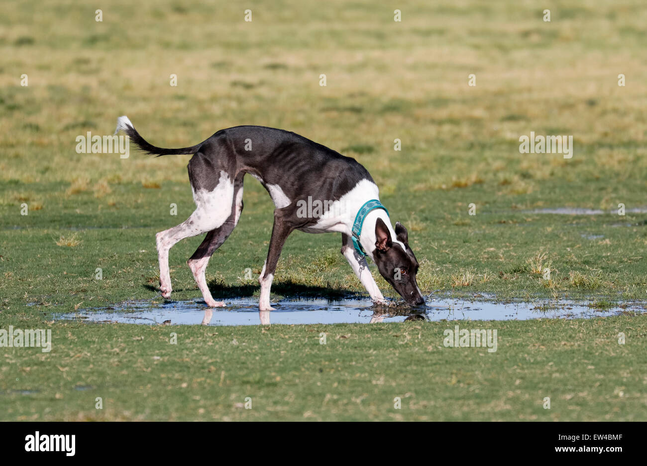 Wet Whippet Hi Res Stock Photography And Images Alamy